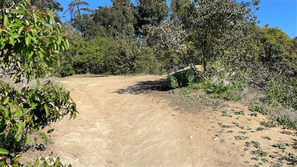 Griffith Park Redwoods - Cedar Grove - Cedar Grove Trail (3/16/2022 - Credits: Leo Fialho)