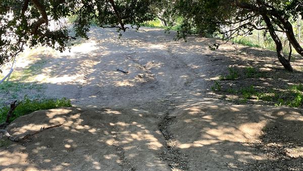 Griffith Park Redwoods - Cedar Grove - Cedar Grove Trail (3/16/2022 - Credits: Leo Fialho)
