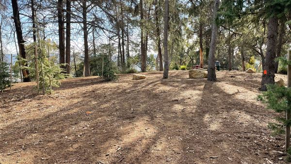 Griffith Park Redwoods - Cedar Grove - Cedar Grove (12/10/2021 - Credits: Leo Fialho)