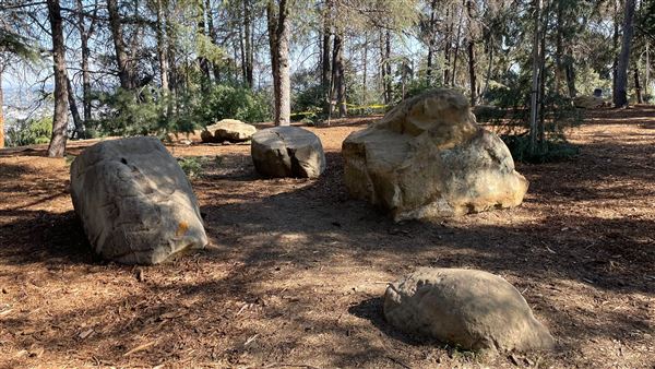 Griffith Park Redwoods - Cedar Grove - Cedar Grove (12/10/2021 - Credits: Leo Fialho)