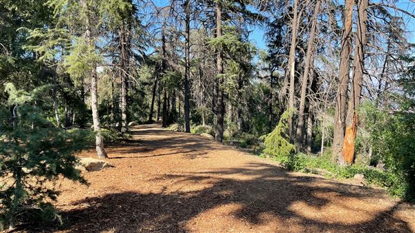Griffith Park Redwoods - Cedar Grove - Cedar Grove (12/10/2021 - Credits: Leo Fialho)
