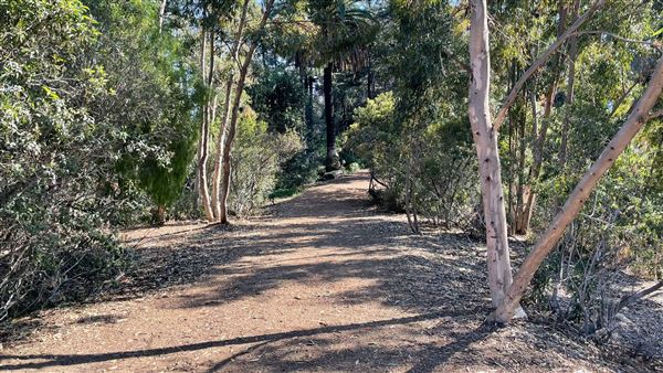 Griffith Park Redwoods - Cedar Grove - Cedar Grove (12/10/2021 - Credits: Leo Fialho)