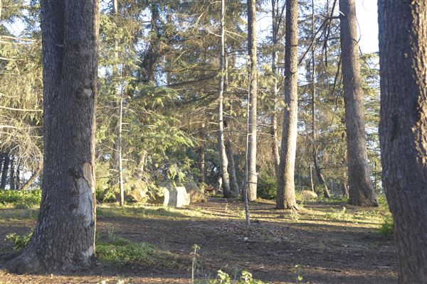 Griffith Park Redwoods - Cedar Grove - Cedar Grove (12/10/2021 - Credits: Leo Fialho)