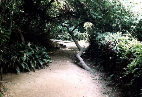 Los Angeles County Arboretum (12/31/2003)