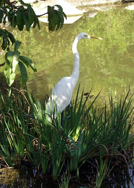 Los Angeles County Arboretum (12/31/2003)