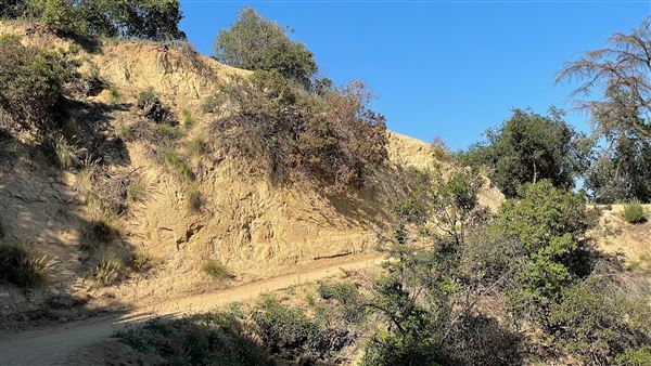 Boy Scout Trail - Griffith Park (3/6/2022 - Credits: Leo Fialho)