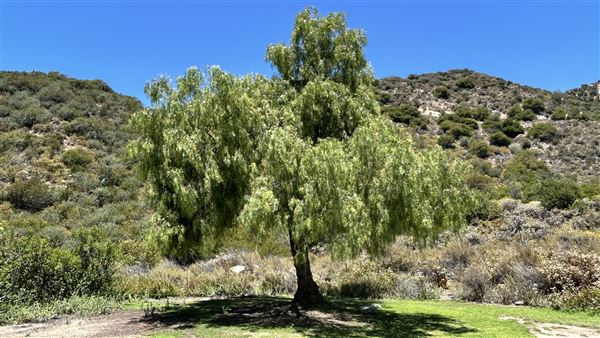 Deukmejian Wilderness Park (7/6/2026 - Credits: Brandy Davis)