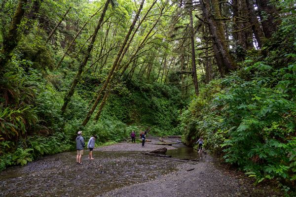 Prairie Creek Redwoods State Park (SP) within the Redwood National and State Parks (6/15/2022 - Credits: Brian Baer)