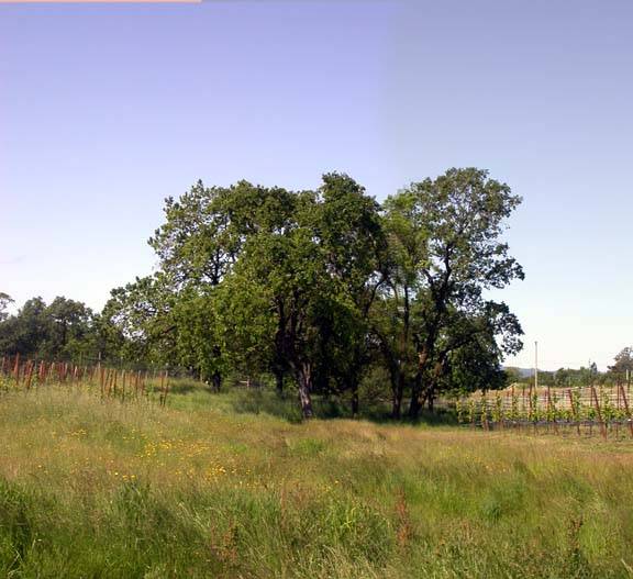 Olivet Grange Vineyard (12/31/2003)