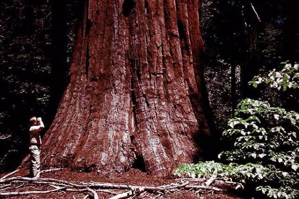 Giant Sequoia National Monument (12/31/2003)
