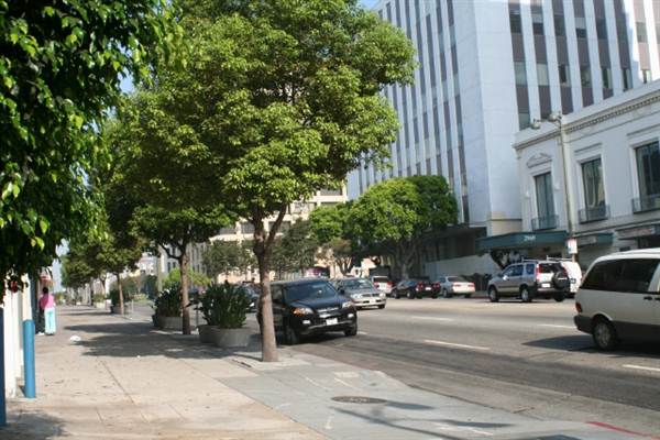 Wilshire Blvd. & Commonwealth Ave. (9/1/2010 - Credits: Lindsay Mizrahi)