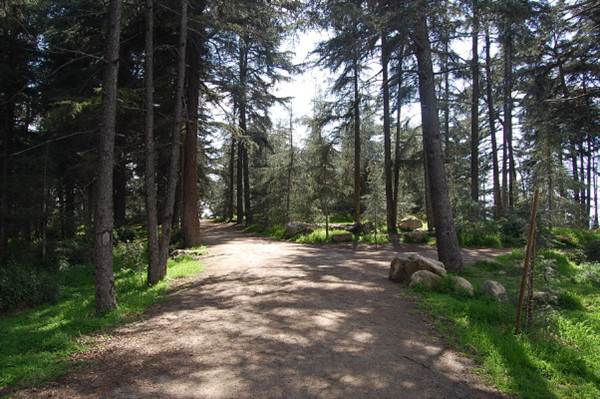 Griffith Park Redwoods - Cedar Grove (6/14/2011 - Credits: David Golden)