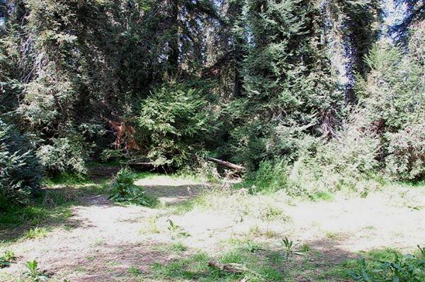 Griffith Park Redwoods - Cedar Grove (6/14/2011 - Credits: David Golden)