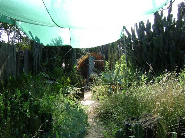 California Nursery Specialties - Cactus Ranch (6/22/2011 - Credits: J. Steven Witkowski)