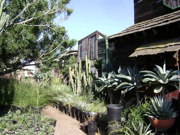 California Nursery Specialties - Cactus Ranch (6/22/2011 - Credits: J. Steven Witkowski)