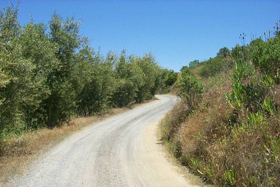 Blue Rock Vineyard (12/31/2003)
