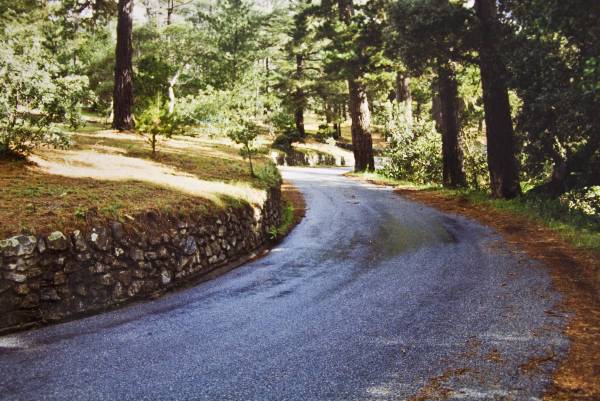 Fern Canyon Road (3/17/2008)