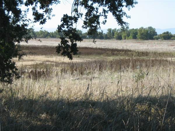 Colusa National Wildlife Refuge (11/10/2011)