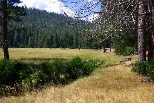 Johnson's Meadow - More Info ? Visit www.filmyosemite,com or call 559.760.1143 (2/5/2009 - Credits: Dave Wolin)