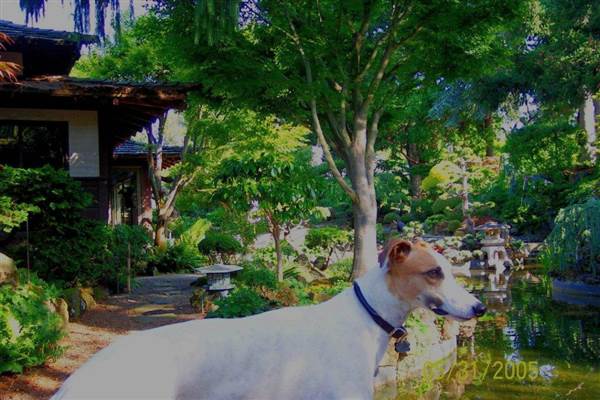 Japanese Tea Garden - San Mateo Central Park & Recreation Center (6/24/2013)
