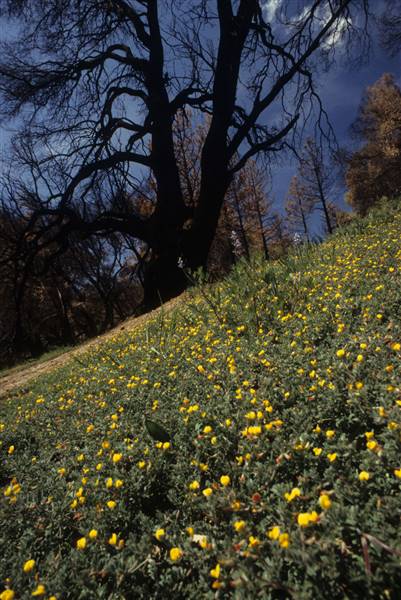 Cuyamaca Rancho State Park (SP), Lake Cuyamaca and Grand Valley Rapids (1/15/2016 - Credits: Courtesy of California State Parks, 2016)