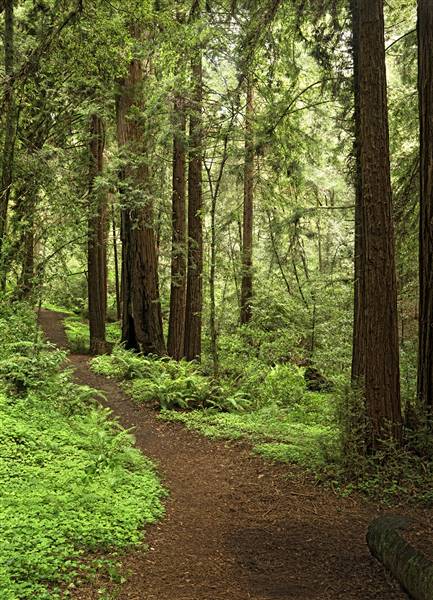Forest of Nisene Marks State Park (SP), The (1/19/2016 - Credits: Courtesy of California State Parks, 2016)
