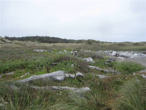 Kellogg Beach (1/20/2016 - Credits: http://www.parks.ca.gov/ImageGallery/?page_id=430)