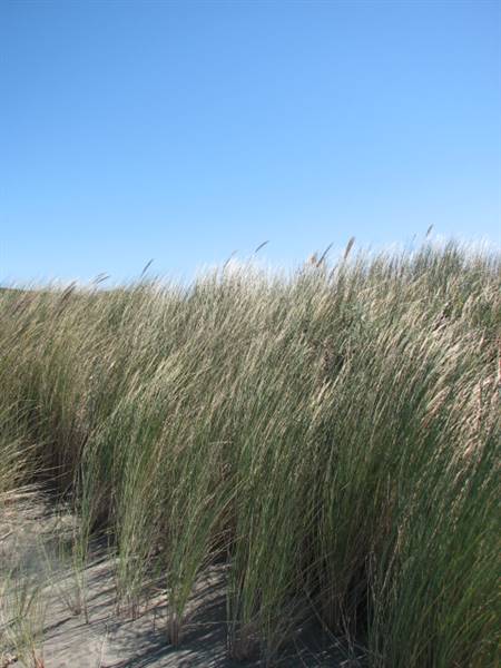 Little River State Beach (SB) (1/20/2016 - Credits: http://www.parks.ca.gov/ImageGallery/?page_id=419)
