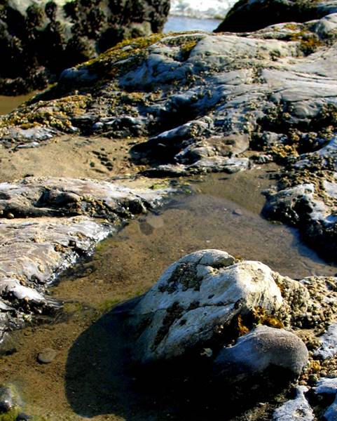 Carpinteria State Beach (SB) (2/19/2016)