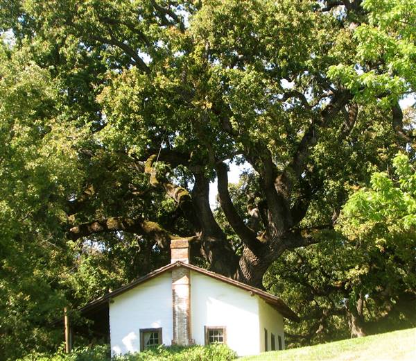 William B. Ide Adobe State Historic Park (SHP) - http://stateparkclosurestrip.blogspot.com/ (3/3/2016 - Credits: Photo courtesy of Lucy D'Mot)