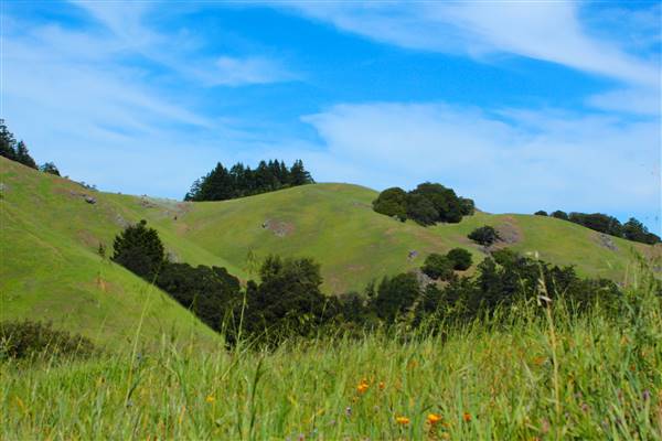 Mount Tamalpais State Park (SP) (3/9/2016 - Credits: Photo courtesy of Marin Convention & Visitors Bureau)