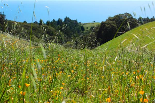 Mount Tamalpais State Park (SP) (3/9/2016 - Credits: Photo courtesy of Marin Convention & Visitors Bureau)