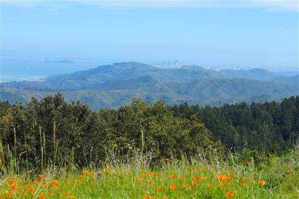 Mount Tamalpais State Park (SP) (3/9/2016 - Credits: Photo courtesy of Marin Convention & Visitors Bureau)