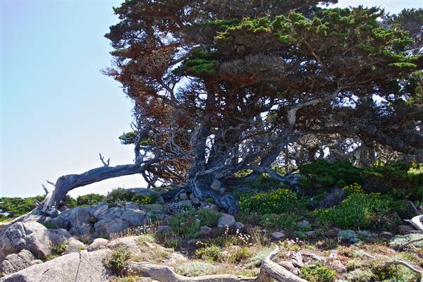 Point Lobos State Natural Reserve (SNR) - Photos by Callie Bowdish - http://www.calliebowdish.com/slideshow/PointLobos/index.html (4/7/2016 - Credits: Photos by Callie Bowdish - http://www.calliebowdish.com/slideshow/PointLobos/index.html)
