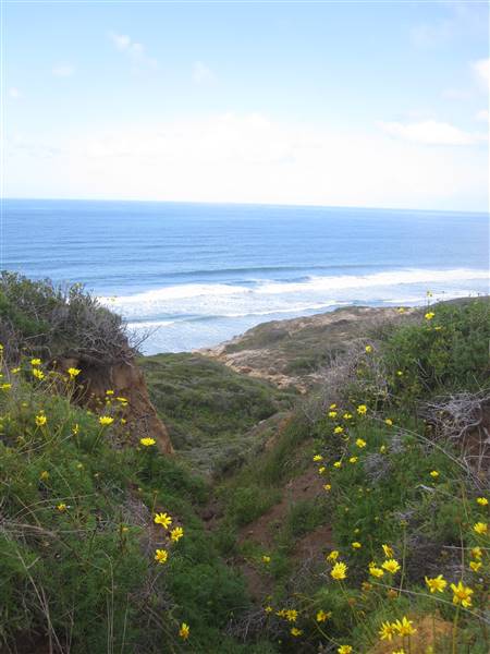 Torrey Pines State Natural Reserve (SNR) (1/1/2011 - Credits: By Jpt004 (I took this photo with my camera.) [GFDL (http://www.gnu.org/copyleft/fdl.html) or CC BY-SA 3.0 (http://creativecommons.org/licenses/by-sa/3.0)], via Wikimedia Commons)
