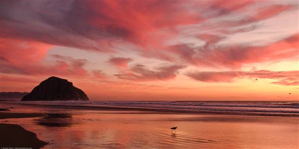 Morro Strand State Beach (SB) (11/21/2008 - Credits: "Mike" Michael L. Baird [CC BY 2.0 (http://creativecommons.org/licenses/by/2.0)], via Wikimedia Commons)