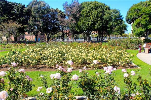 Exposition Park Rose Garden (4/15/2012 - Credits: By MikeJiroch (Own work) [CC BY-SA 3.0 (http://creativecommons.org/licenses/by-sa/3.0)], via Wikimedia Commons)