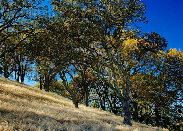 Mount Diablo State Park (SP) (2/5/2013 - Credits: "Diablo grove Hillside" by Charlie Day (CC BY-ND 2.0) [https://creativecommons.org/licenses/by-nd/2.0/legalcode] https://www.flickr.com/photos/60700203@N03/)