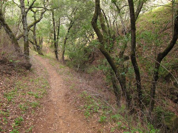 Mount Diablo State Park (SP) (2/16/2013 - Credits: "Forest on Mount Diablo State Park Oyster Point Trail" by Miguel Vieira (CC BY 2.0) [https://creativecommons.org/licenses/by/2.0/legalcode] https://www.flickr.com/photos/miguelvieira/)