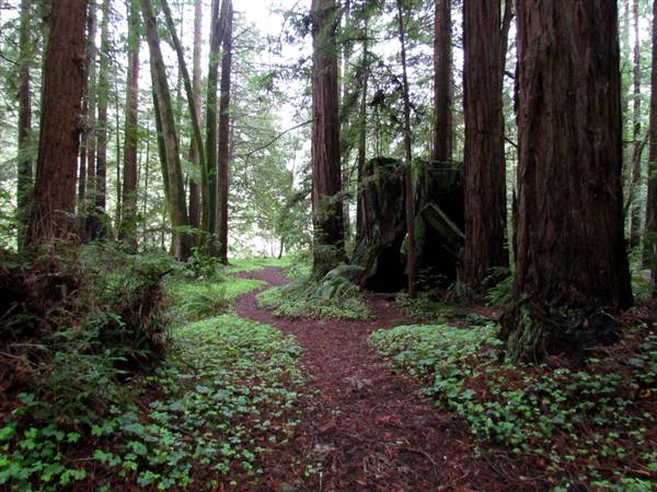 Forest of Nisene Marks State Park (SP), The (3/15/2011 - Credits: "Forest Path" Image by Flickr User: L*E*O (CC BY-NC 2.0)[https://creativecommons.org/licenses/by-nc/2.0/legalcode]https://www.flickr.com/photos/leoleson/)