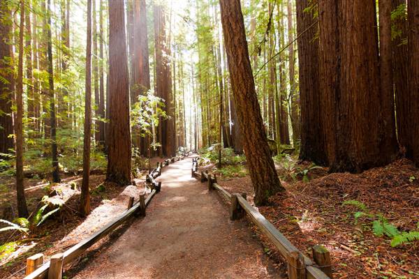 Armstrong Redwoods State Natural Reserve (SNR) (10/18/2014 - Credits: "A Trail at Armstroong Redwoods State Natural Reserve" By Harminder Dhesi (CC BY-NC-ND 2.0)[https://creativecommons.org/licenses/by-nc-nd/2.0/legalcode] https://www.flickr.com/photos/harmyd/)
