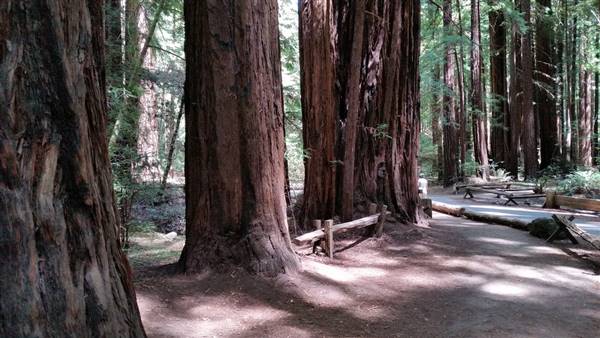 Armstrong Redwoods State Natural Reserve (SNR) (7/28/2014 - Credits: "2014-07-28 14.43.13" by Chad Magiera (CC BY-NC-ND 2.0)[https://creativecommons.org/licenses/by-nc-nd/2.0/legalcode]https://www.flickr.com/photos/chadmagiera/)
