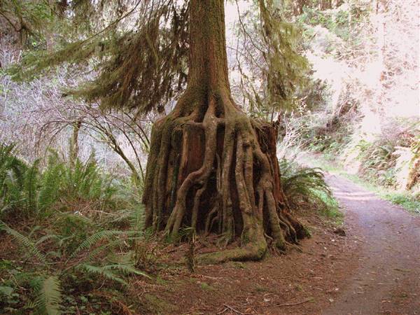 Russian Gulch State Park (SP) / Russian Gulch Bridge - Highway 1 (3/8/2009 - Credits: "Octopus tree, Russian Gulch State Park" by David Berry (CC BY 2.0) [https://creativecommons.org/licenses/by/2.0/legalcode]https://www.flickr.com/photos/dberry/)