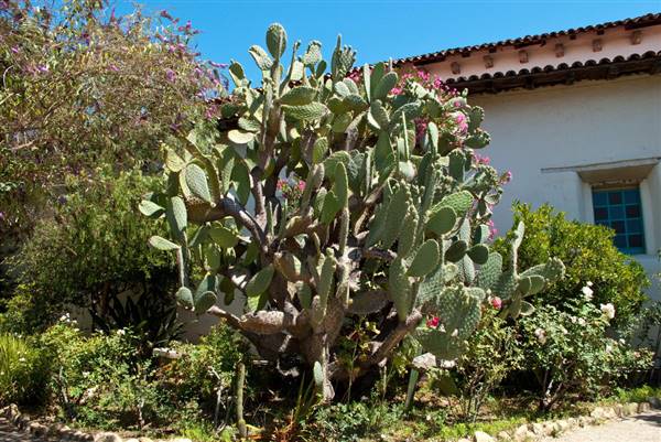 San Juan Bautista State Historic Park (SHP) (8/1/2009 - Credits: "Mission San Juan Baustista Garden" By Anna Fox (CC BY 2.0)[https://creativecommons.org/licenses/by/2.0/legalcode]https://www.flickr.com/photos/harshlight/)