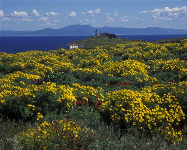 Channel Islands National Park - Anacapa Island (7/7/2016 - Credits: Derek Lohuis, National Park Service)