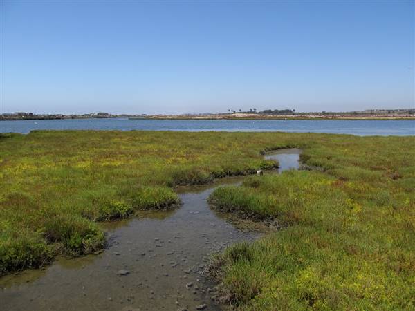 Bolsa Chica Ecological Reserve - California Department of Fish & Wildlife (CDFW) (8/6/2011 - Credits: "Bolsa Chica Ecological Reserve, Huntington Beach, California" by Ken Lund (CC BY-SA 2.0)[https://creativecommons.org/licenses/by-sa/2.0/legalcode]https://www.flickr.com/photos/kenlund/)