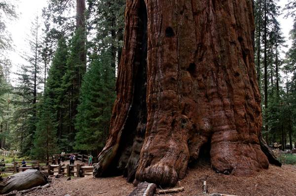 Sequoia and Kings Canyon National Parks & Crystal Cave (10/14/2011 - Credits: "Sequoia - Kings Canyon Oct 2011" by Curt Mills (CC BY-NC 2.0)[https://creativecommons.org/licenses/by-nc/2.0/legalcode]https://www.flickr.com/photos/millsjpg/)