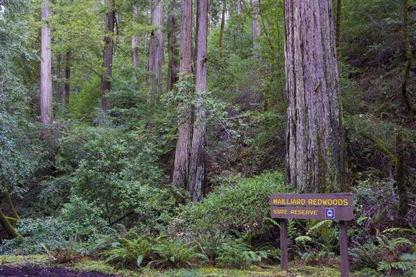 Mailliard Redwoods State Natural Reserve (SNR) (8/3/2016 - Credits: Photo courtesy of David Baselt)