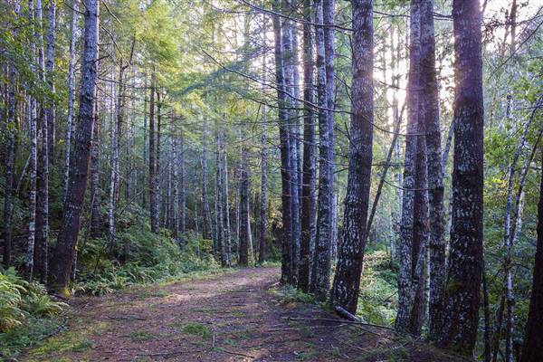 Del Norte Coast Redwoods State Park (SP) within the Redwood National and State Parks (8/4/2016 - Credits: Photograph courtesy of David Baselt - http://www.redwoodhikes.com/DelNorte/DelNorte.html)