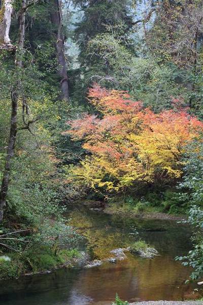 Del Norte Coast Redwoods State Park (SP) within the Redwood National and State Parks (8/4/2016 - Credits: Photograph courtesy of David Baselt - http://www.redwoodhikes.com/DelNorte/DelNorte.html)